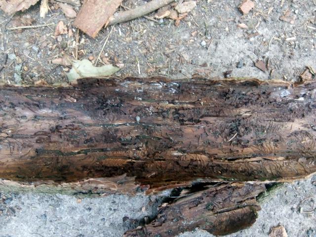 Fichtenaktion Sommer 2020