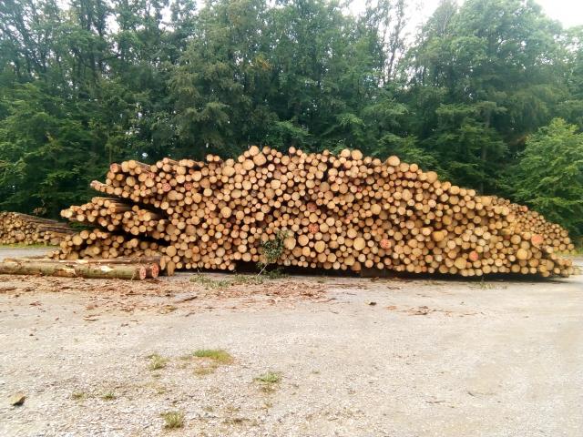 Fichtenaktion Sommer 2020