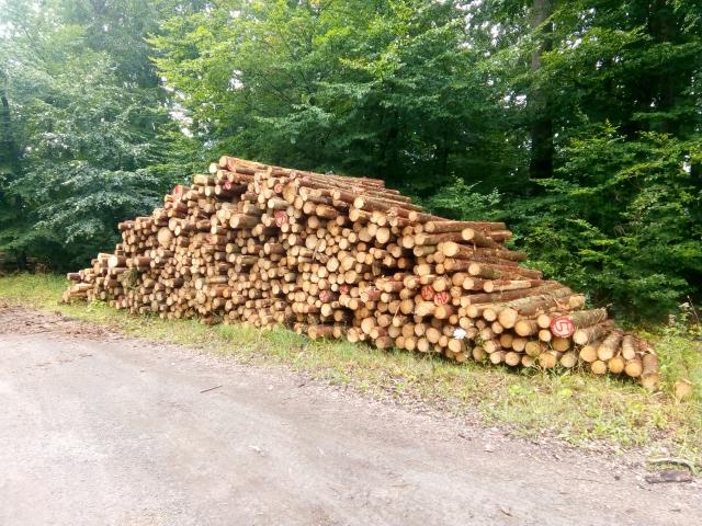 Fichtenaktion Sommer 2020