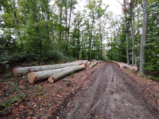 Buchenernte Herbst 2020