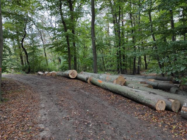 Buchenernte Herbst 2020