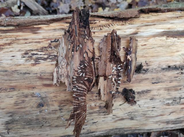 Fichtenaktion Herbst 2020