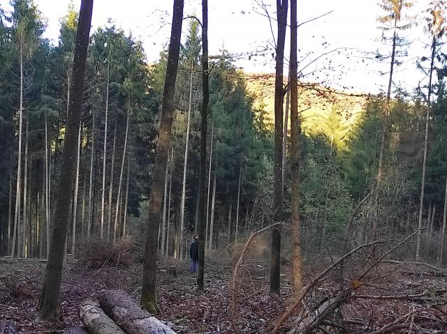 Fichtenaktion Herbst 2020