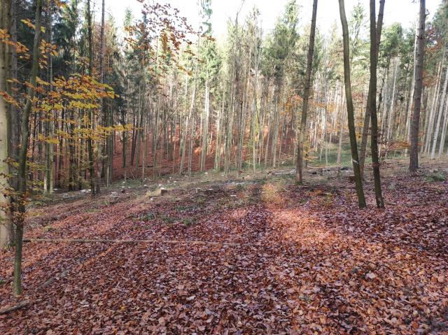 Fichtenaktion Herbst 2020