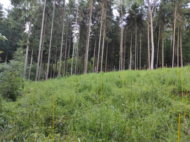 Sommer 2021